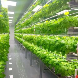 rsz_verticalfarming